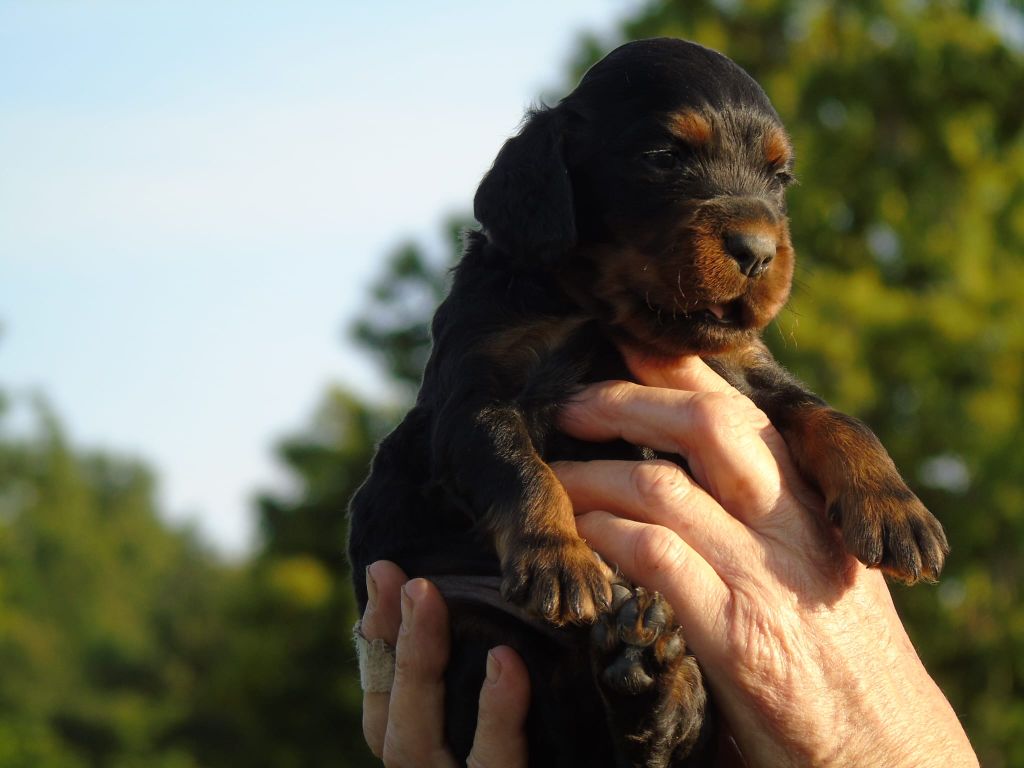 Du Domaine De Phoebapooros - Chiots disponibles - Setter Gordon
