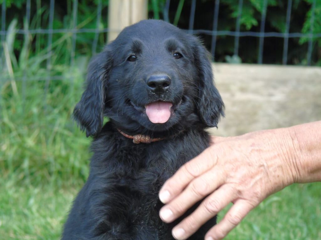 Du Domaine De Phoebapooros - Chiots disponibles - Flat Coated Retriever