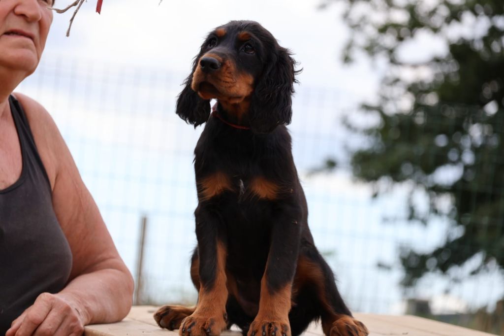 Du Domaine De Phoebapooros - Chiots disponibles - Setter Gordon