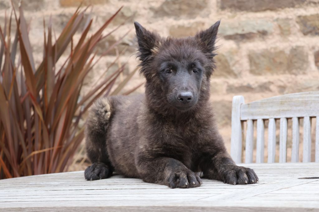 Du Domaine De Phoebapooros - Chiots disponibles - Berger hollandais