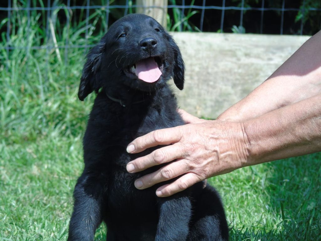 Du Domaine De Phoebapooros - Chiots disponibles - Flat Coated Retriever