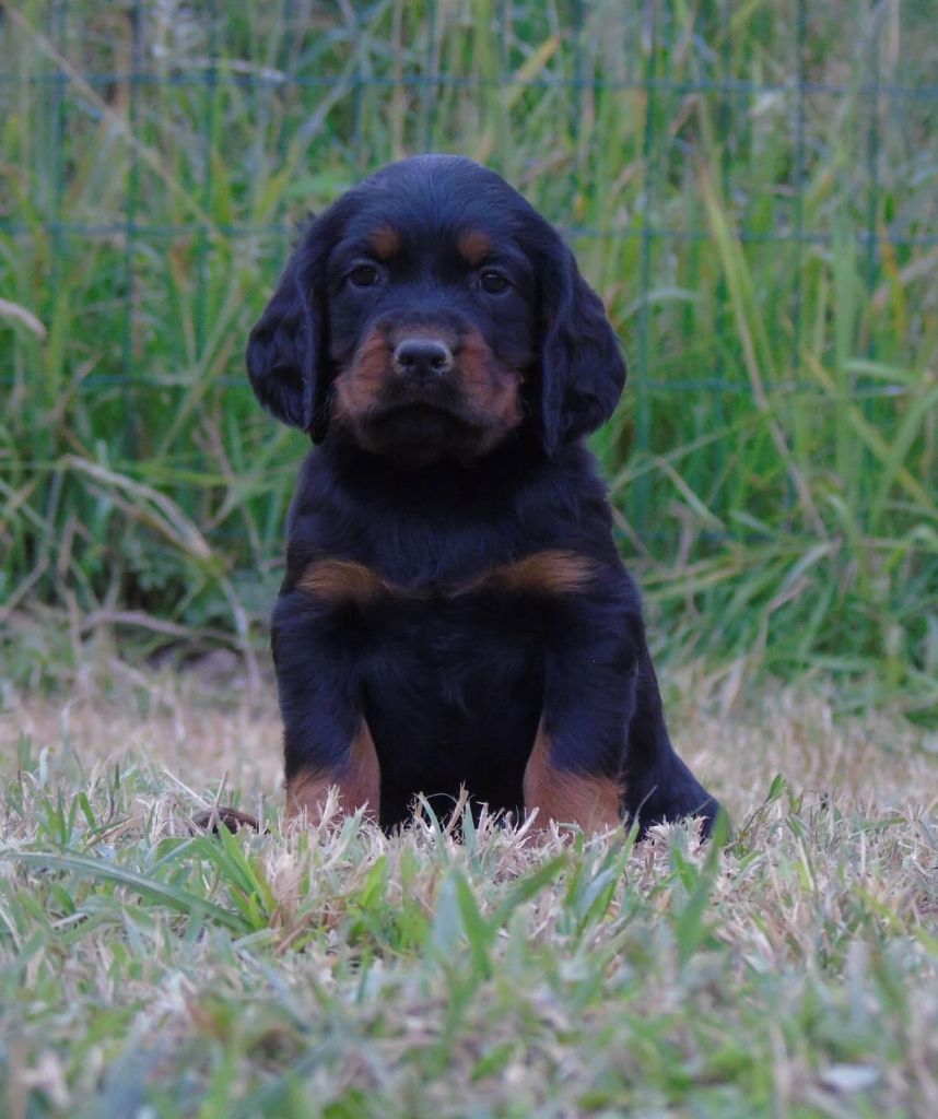 Du Domaine De Phoebapooros - Chiots disponibles - Setter Gordon