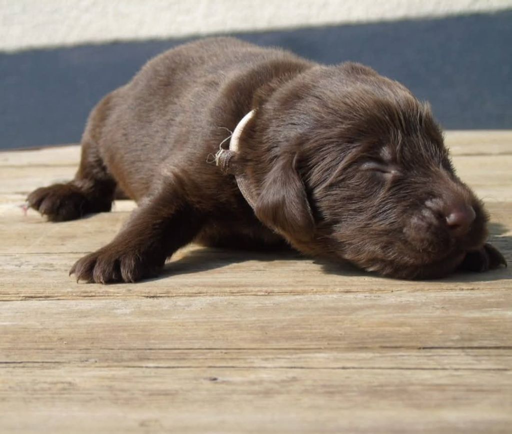 Du Domaine De Phoebapooros - Chiots disponibles - Flat Coated Retriever