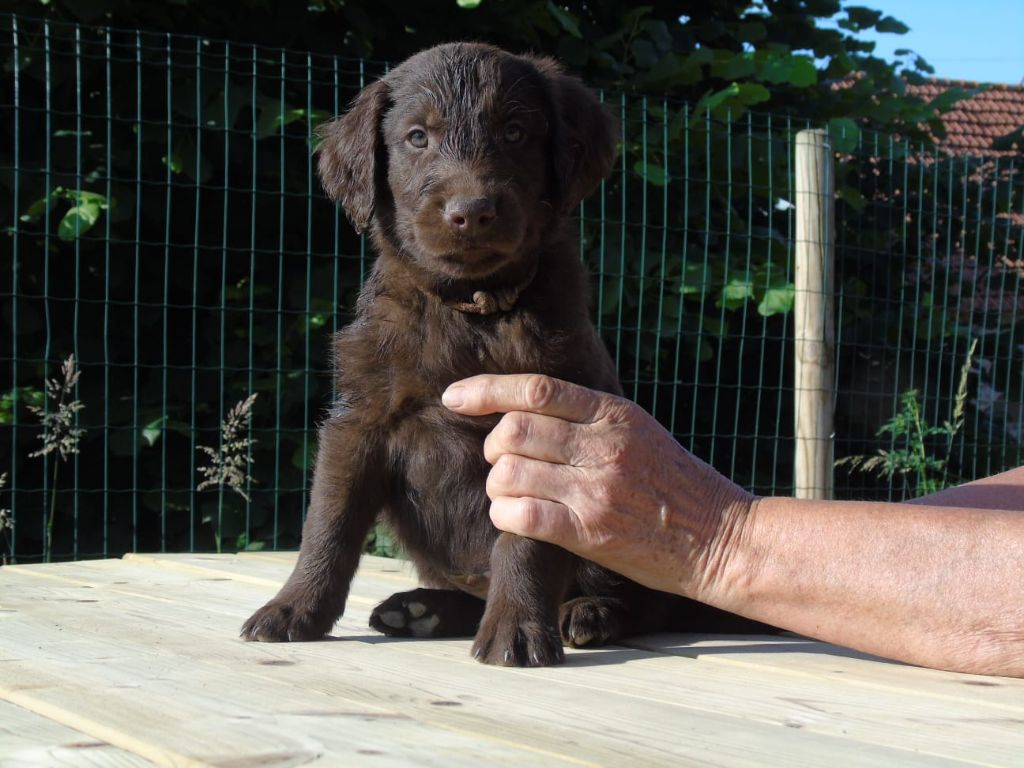 Du Domaine De Phoebapooros - Chiots disponibles - Flat Coated Retriever