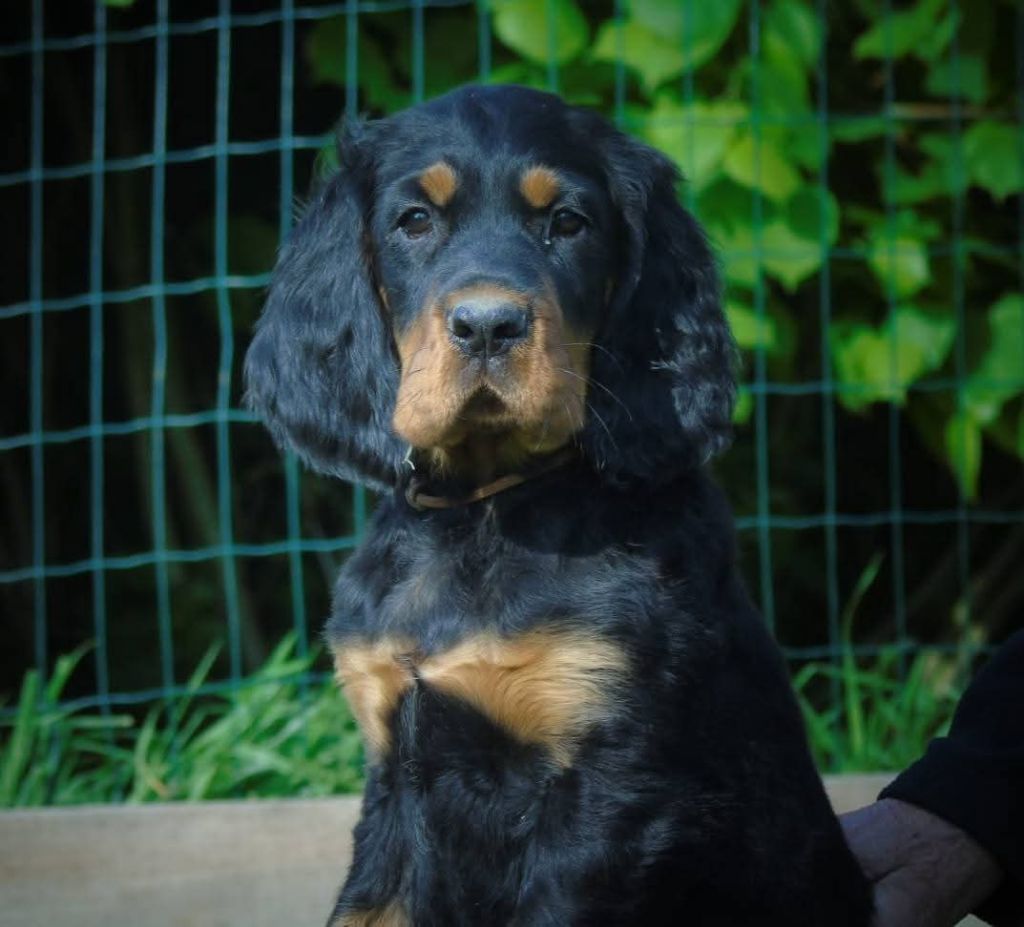 Du Domaine De Phoebapooros - Chiots disponibles - Setter Gordon