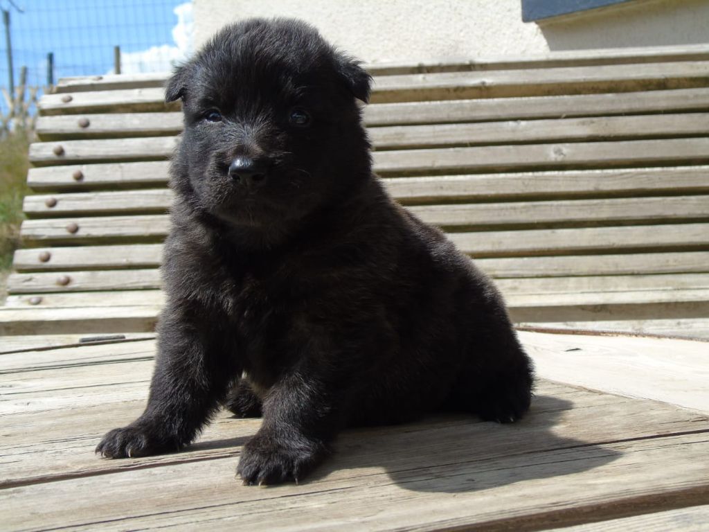 Du Domaine De Phoebapooros - Chiots disponibles - Berger hollandais