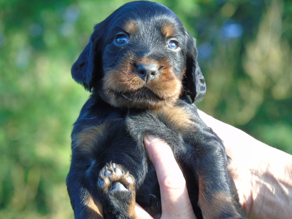 Du Domaine De Phoebapooros - Chiots disponibles - Setter Gordon