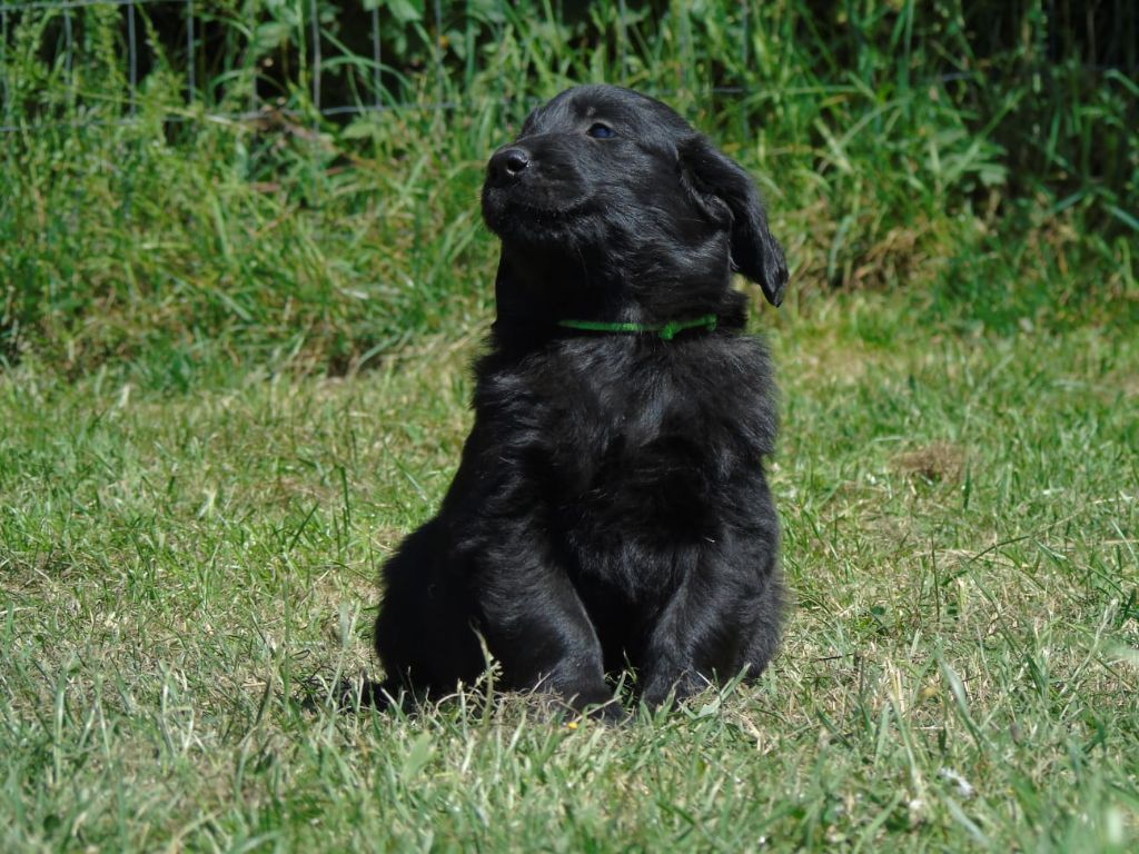 Du Domaine De Phoebapooros - Chiots disponibles - Flat Coated Retriever