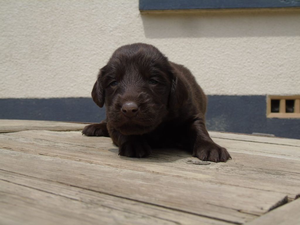 Du Domaine De Phoebapooros - Chiots disponibles - Flat Coated Retriever