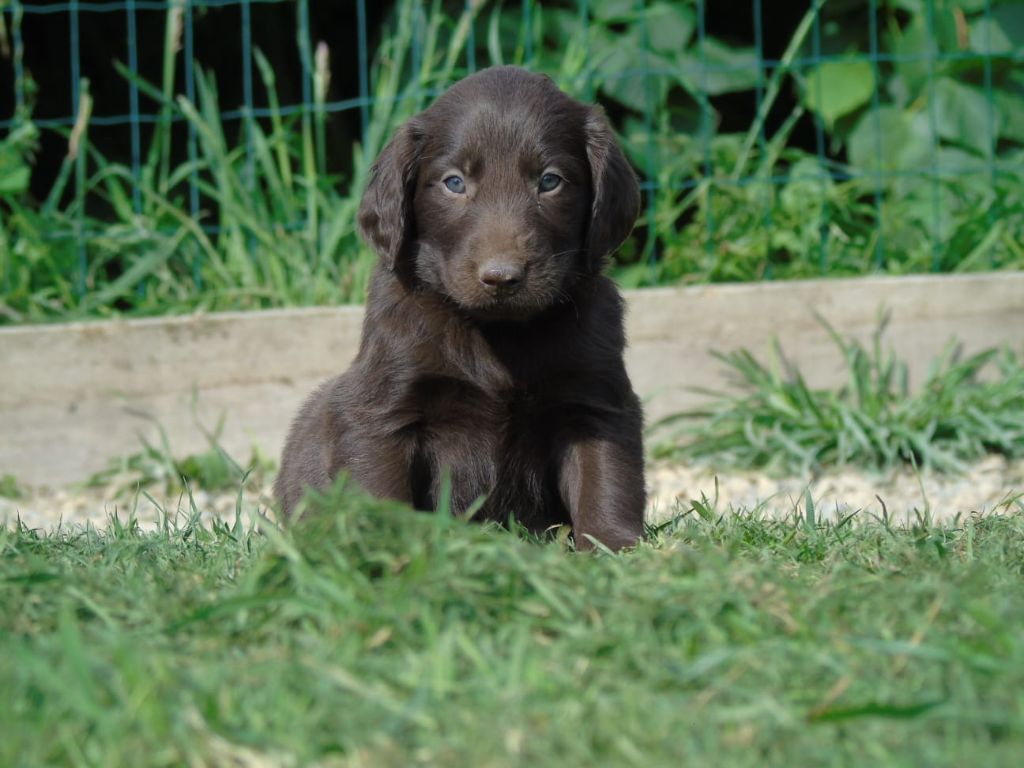 Du Domaine De Phoebapooros - Chiots disponibles - Flat Coated Retriever