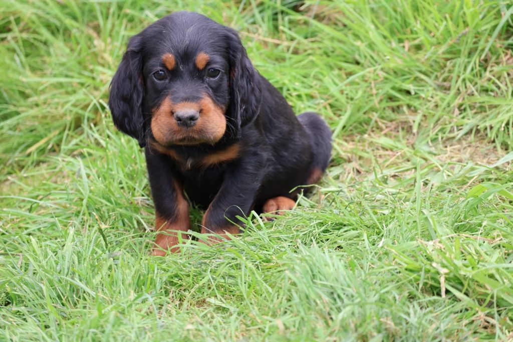 Du Domaine De Phoebapooros - Chiots disponibles - Setter Gordon