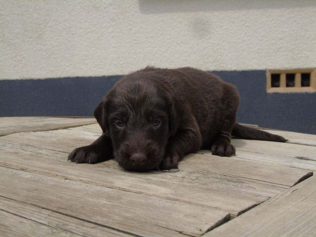 Du Domaine De Phoebapooros - Chiots disponibles - Flat Coated Retriever