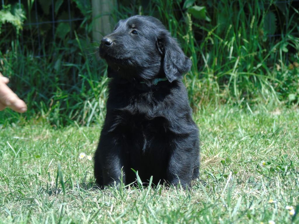 Du Domaine De Phoebapooros - Chiots disponibles - Flat Coated Retriever