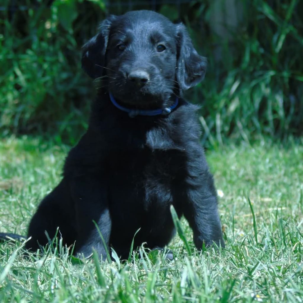 Du Domaine De Phoebapooros - Chiots disponibles - Flat Coated Retriever