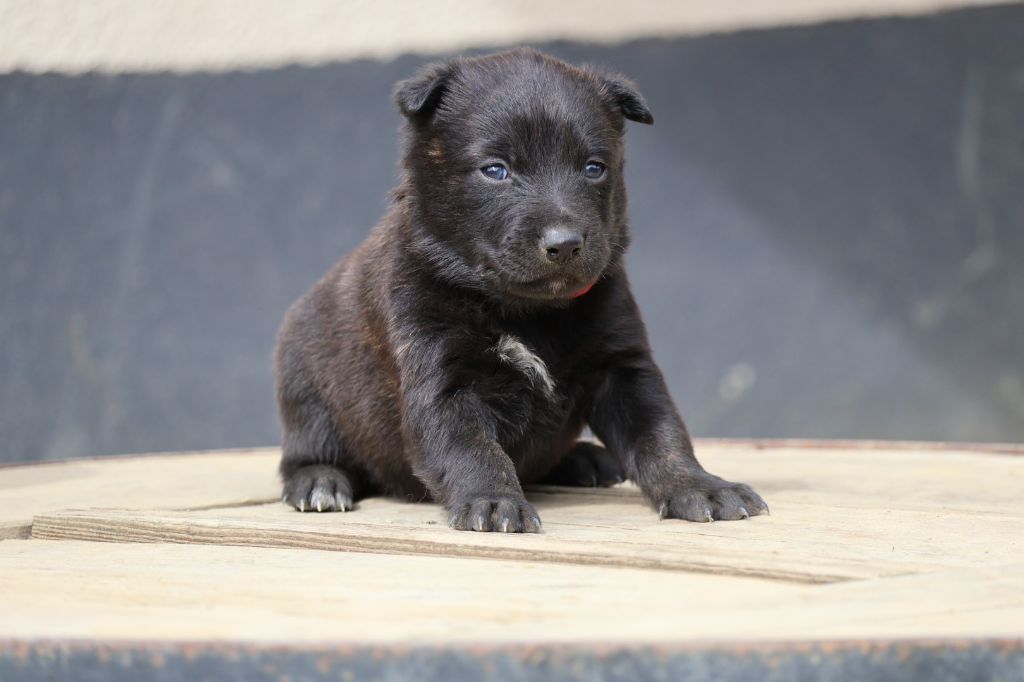 Du Domaine De Phoebapooros - Chiots disponibles - Berger hollandais