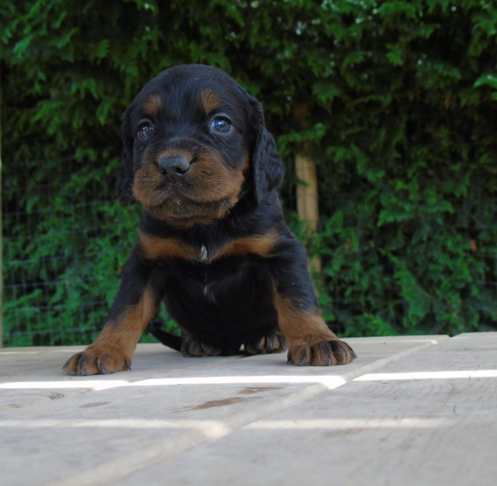 Du Domaine De Phoebapooros - Chiots disponibles - Setter Gordon