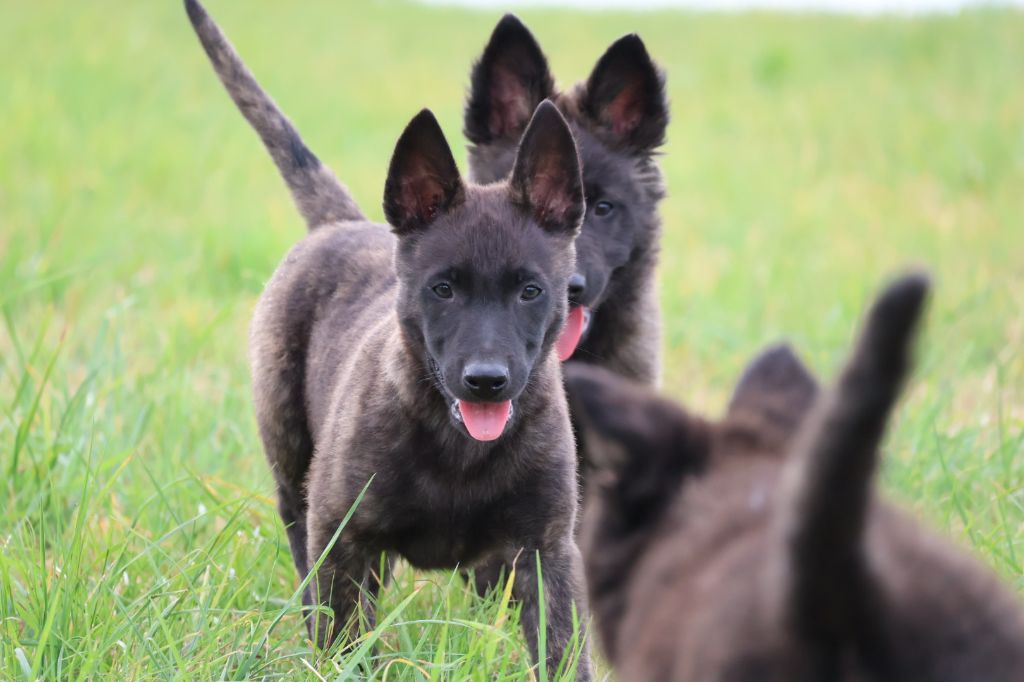 Du Domaine De Phoebapooros - Chiots disponibles - Berger hollandais
