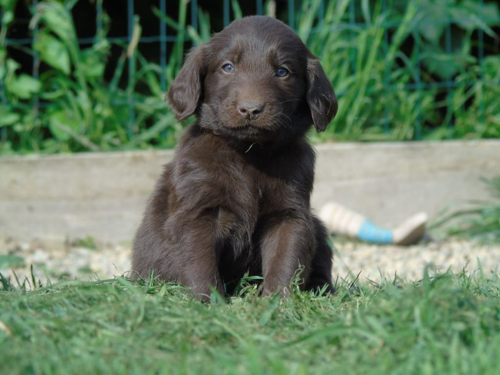Du Domaine De Phoebapooros - Chiots disponibles - Flat Coated Retriever