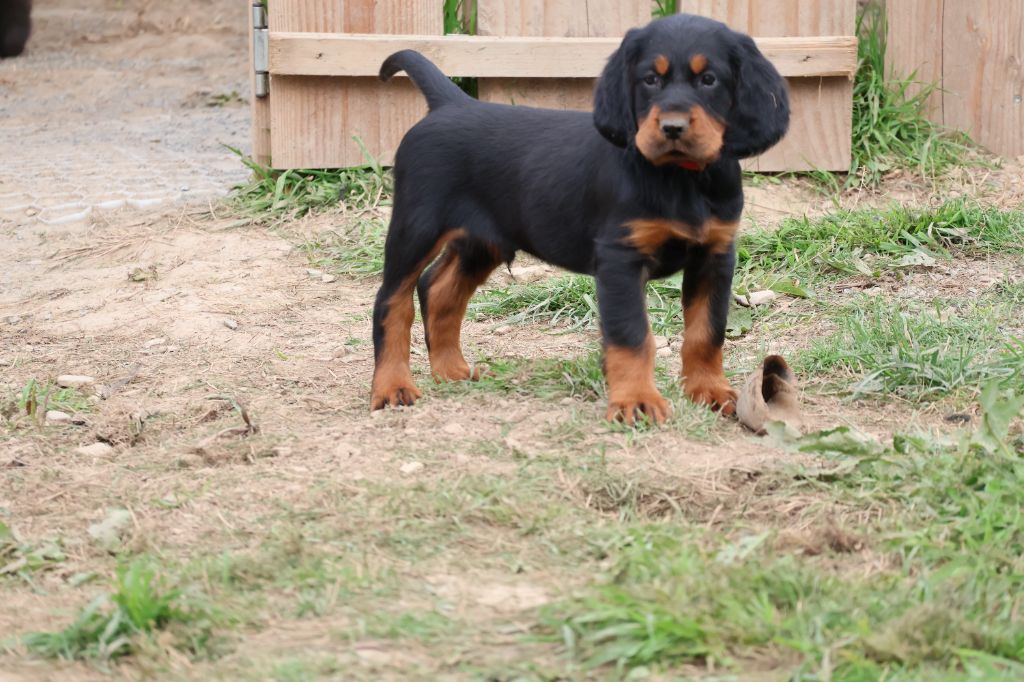 Du Domaine De Phoebapooros - Setter Gordon - Portée née le 14/06/2025