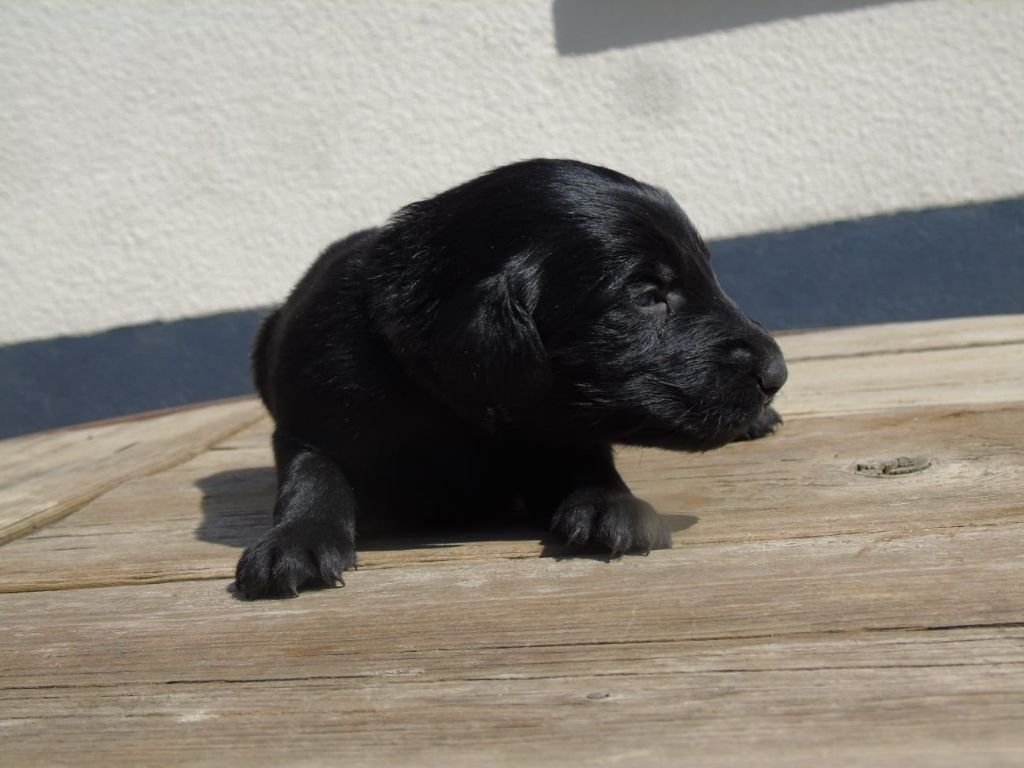 Du Domaine De Phoebapooros - Chiots disponibles - Flat Coated Retriever