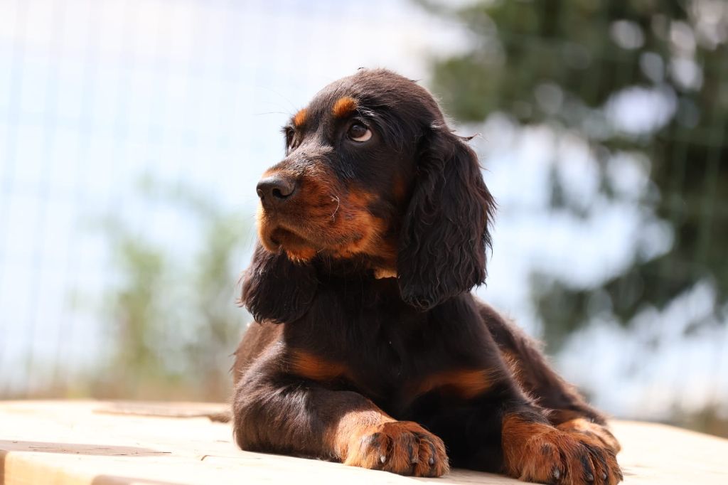 Du Domaine De Phoebapooros - Chiots disponibles - Setter Gordon