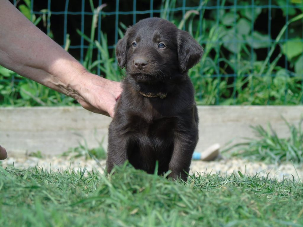 Du Domaine De Phoebapooros - Chiots disponibles - Flat Coated Retriever