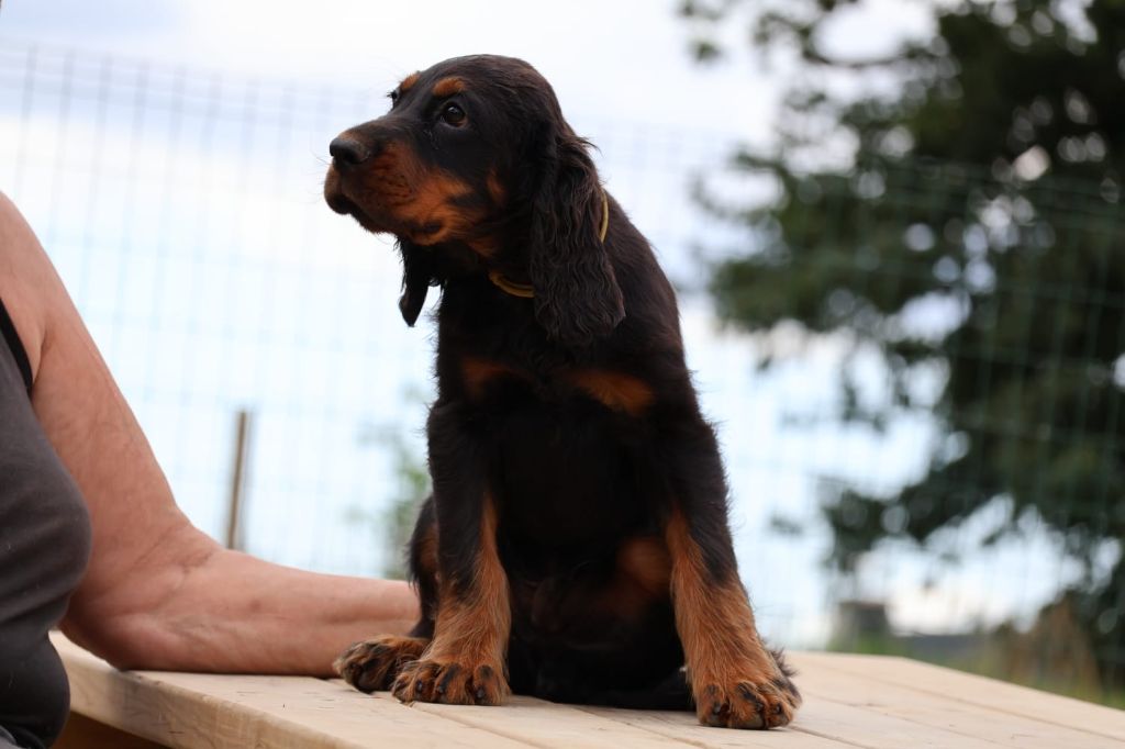 Du Domaine De Phoebapooros - Chiots disponibles - Setter Gordon