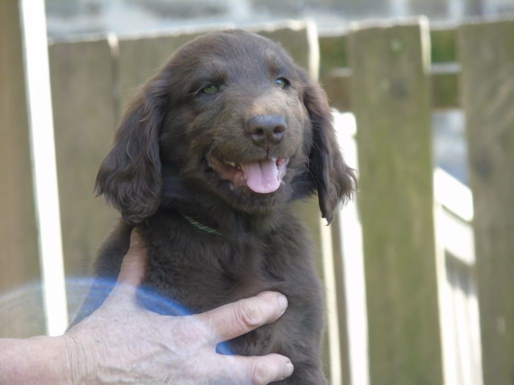 Du Domaine De Phoebapooros - Chiots disponibles - Flat Coated Retriever