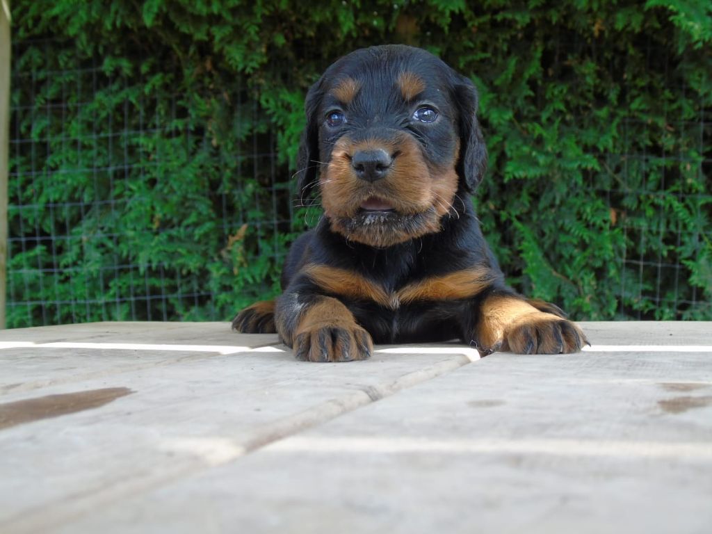 Du Domaine De Phoebapooros - Chiots disponibles - Setter Gordon