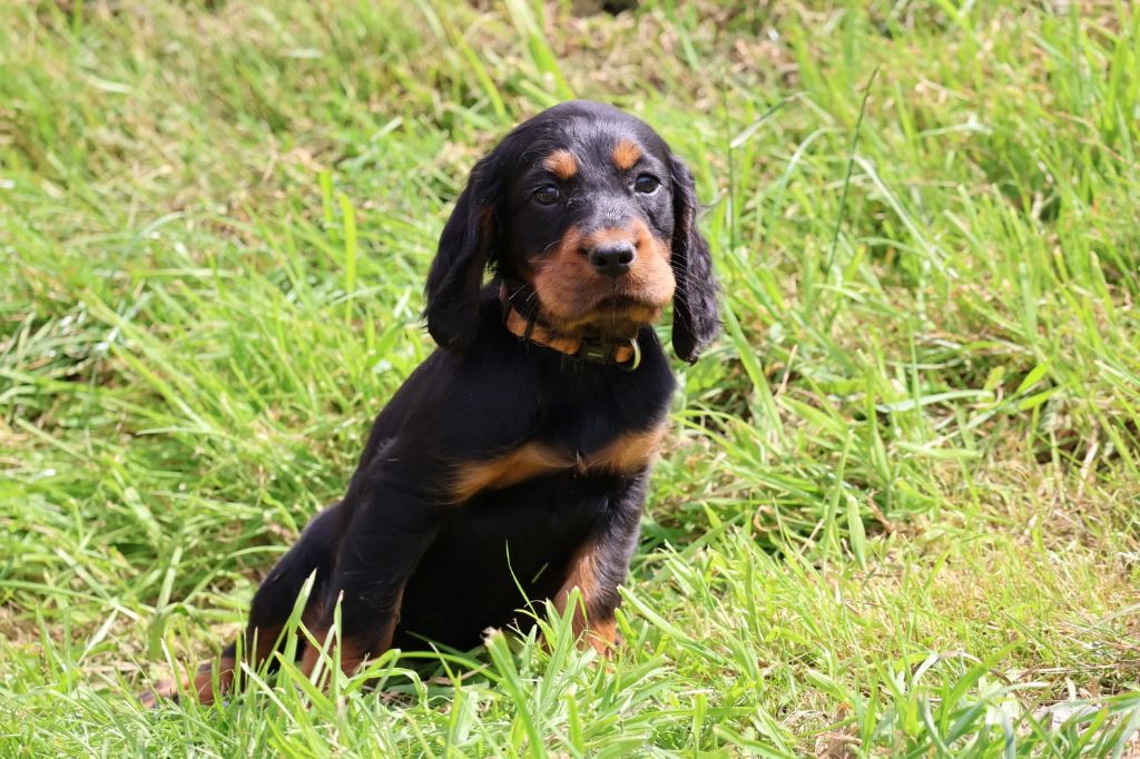 Du Domaine De Phoebapooros - Chiots disponibles - Setter Gordon