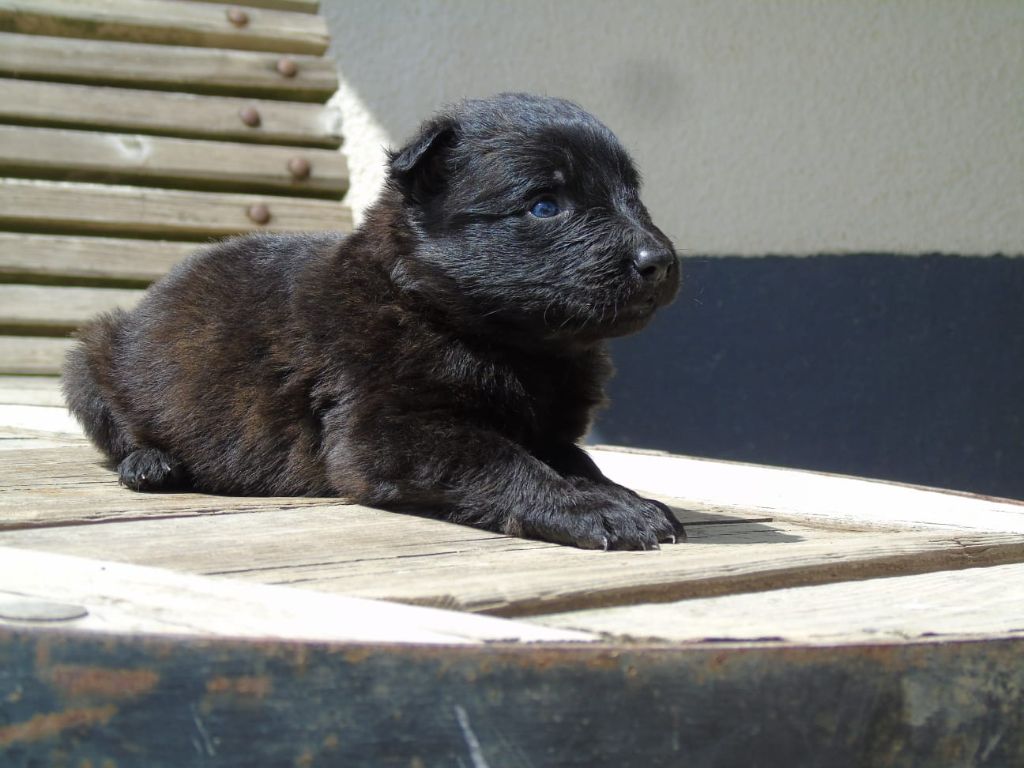 Du Domaine De Phoebapooros - Chiots disponibles - Berger hollandais