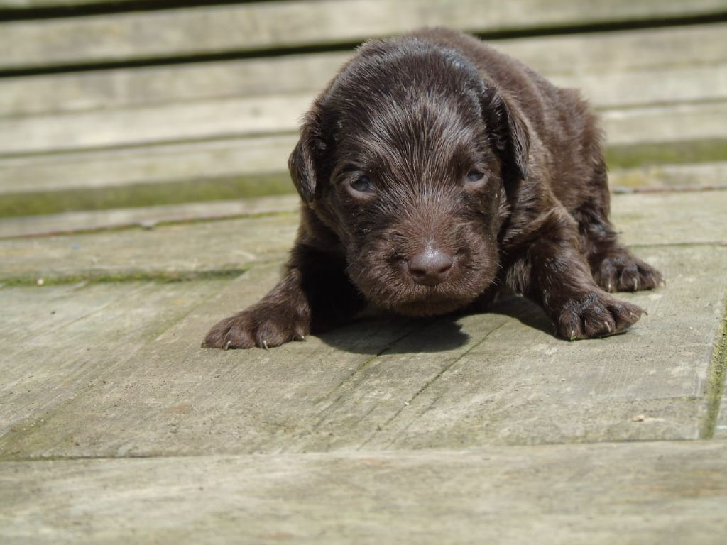 Du Domaine De Phoebapooros - Chiots disponibles - Flat Coated Retriever