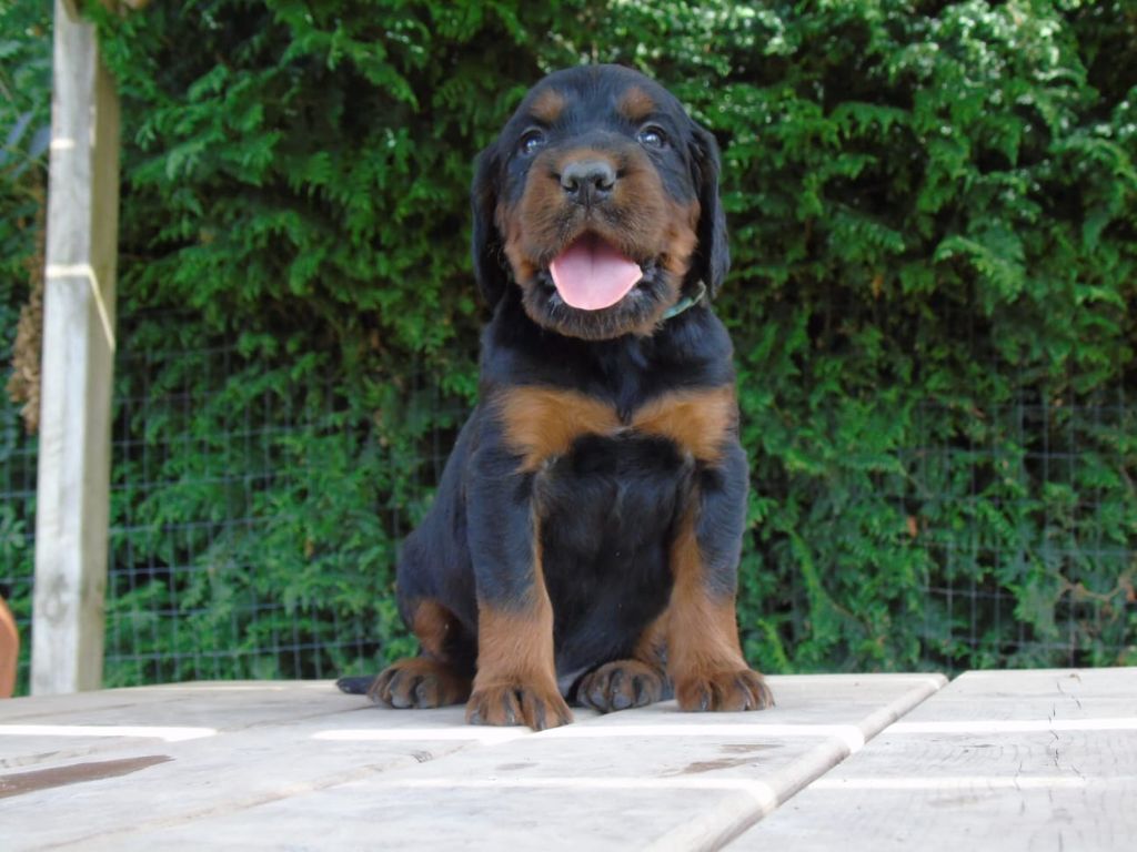 Du Domaine De Phoebapooros - Chiots disponibles - Setter Gordon