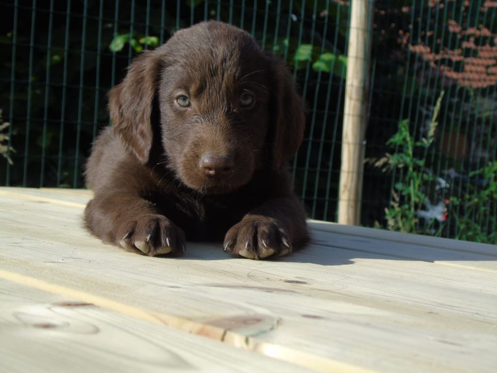 Du Domaine De Phoebapooros - Chiots disponibles - Flat Coated Retriever