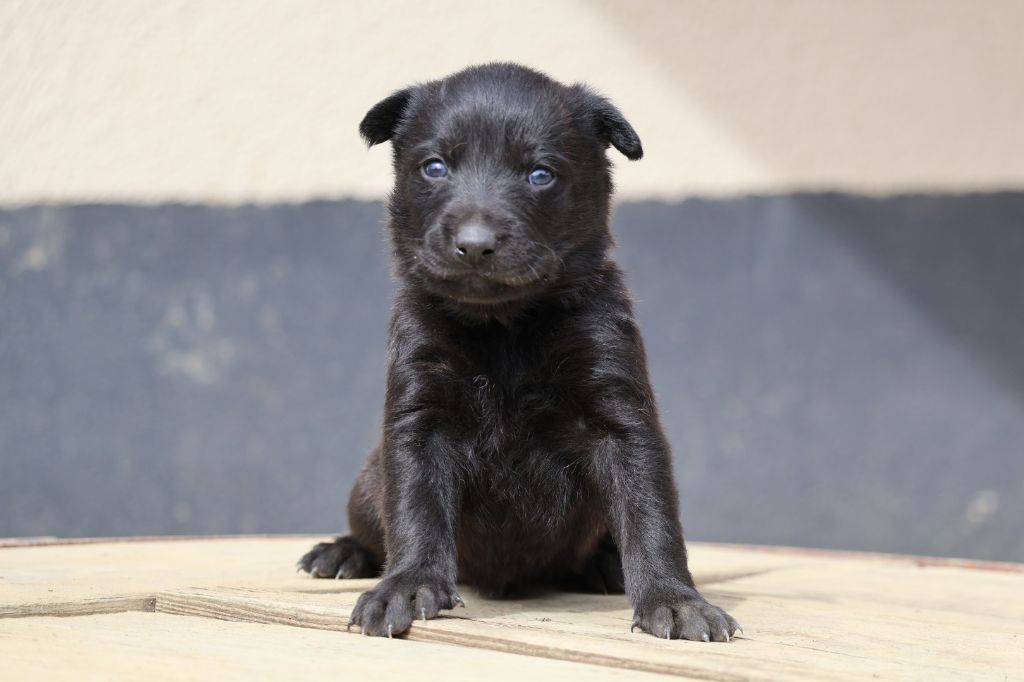 Du Domaine De Phoebapooros - Chiots disponibles - Berger hollandais