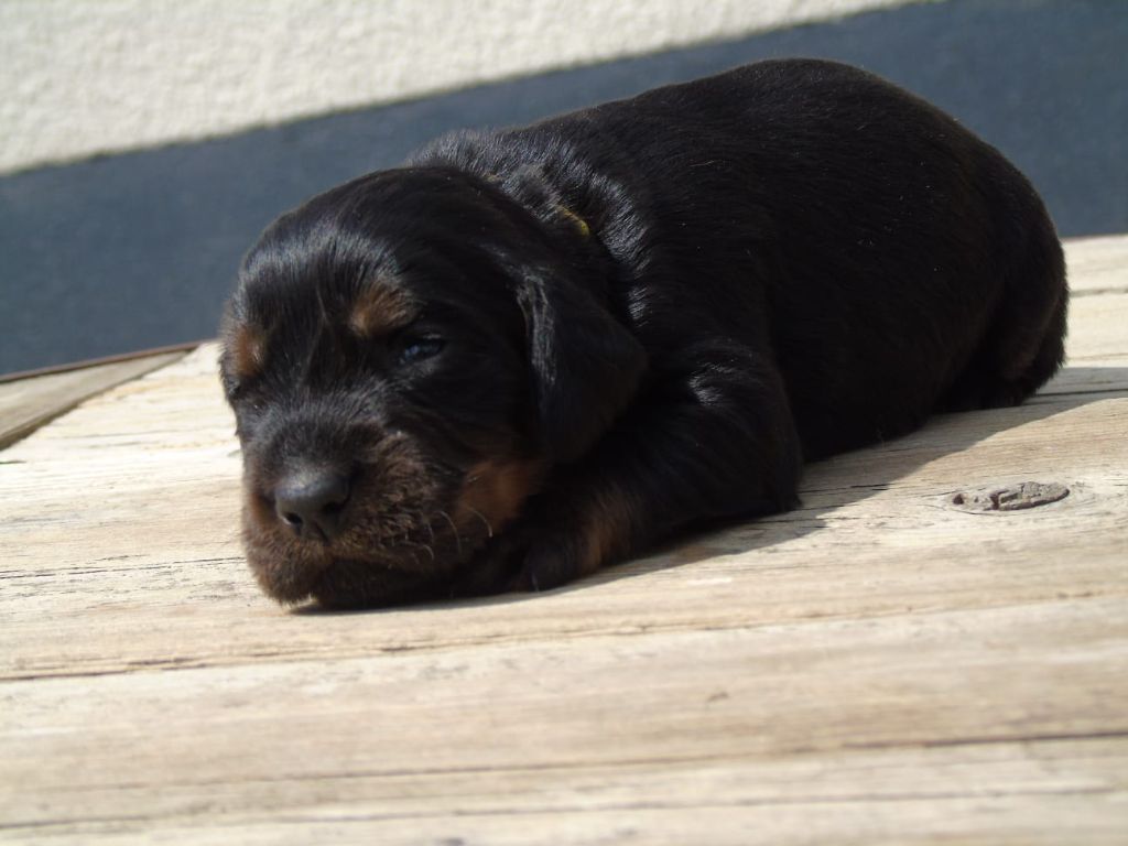 Du Domaine De Phoebapooros - Chiots disponibles - Setter Gordon